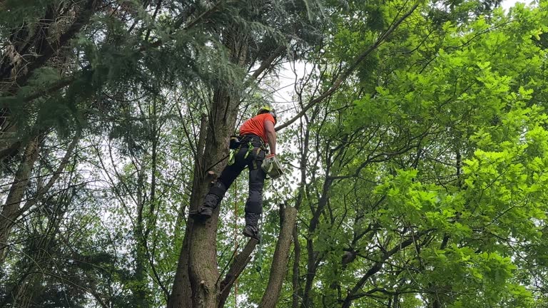 Professional Tree Removal and Landscaping Services in Richwood, LA